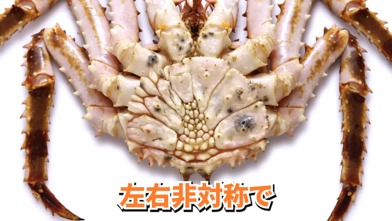 |「マジで育てるのか…」お風呂で『タラバガニ』を飼ったら…。「死んだら食材です」驚きの動画に話題殺到。