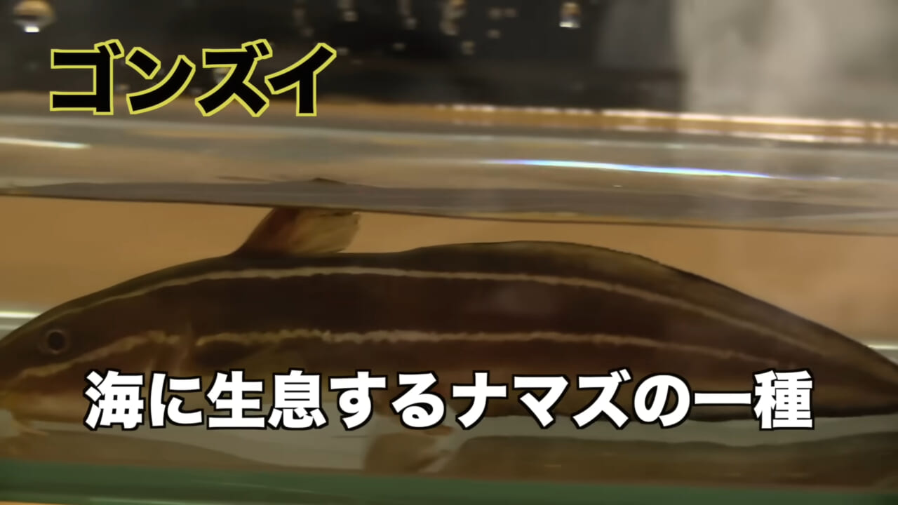 ｜「身体張りすぎやん…」「刺されて検証」毒魚”ゴンズイ”に刺されたら入浴剤で治るは本当なのか…