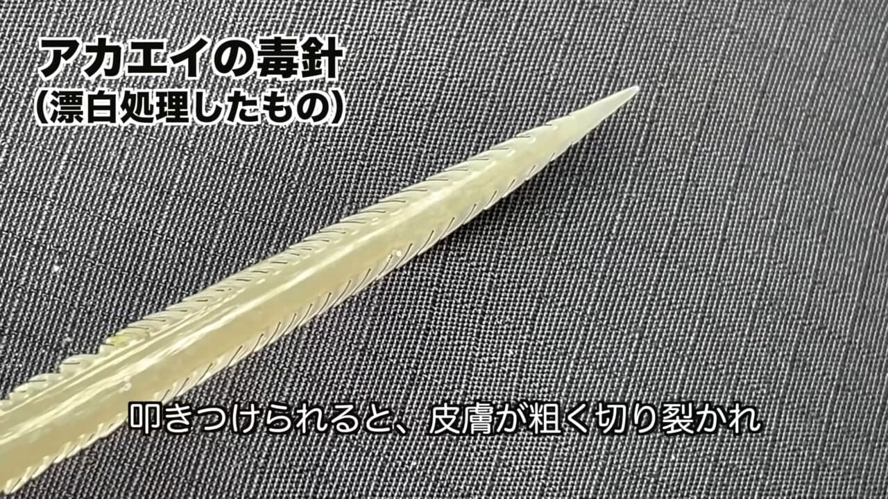 ｜「うぉー、痛ってえええ」東京湾にも生息する『身近な危険生物』に刺されたらこうなった。「この黒いネバネバが“毒液”です」