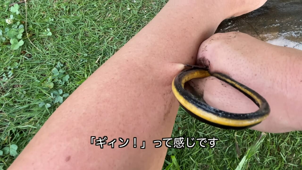 |「うぉー、痛ってえええ」東京湾にも生息する『身近な危険生物』に刺されたらこうなった。「この黒いネバネバが“毒液”です」