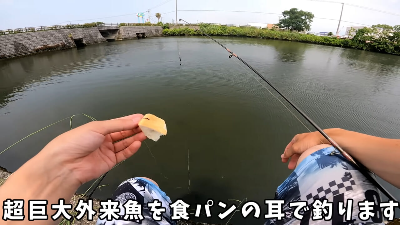 ｜「うわぁ、キタキタ」「デカすぎ…」“巨大魚”が潜む川に食パンを投入→10秒後にまさかの『化け物』サイズが登場。
