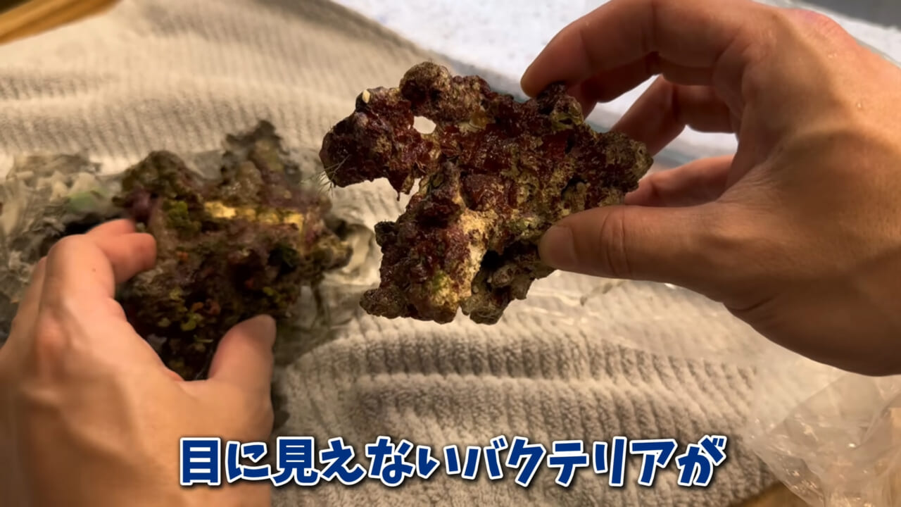 ｜「まさか本当に」「中でめちゃくちゃ動いてる」スーパーに“1000円”で売っていた『サメの卵』を温めた結果。「家族にします」