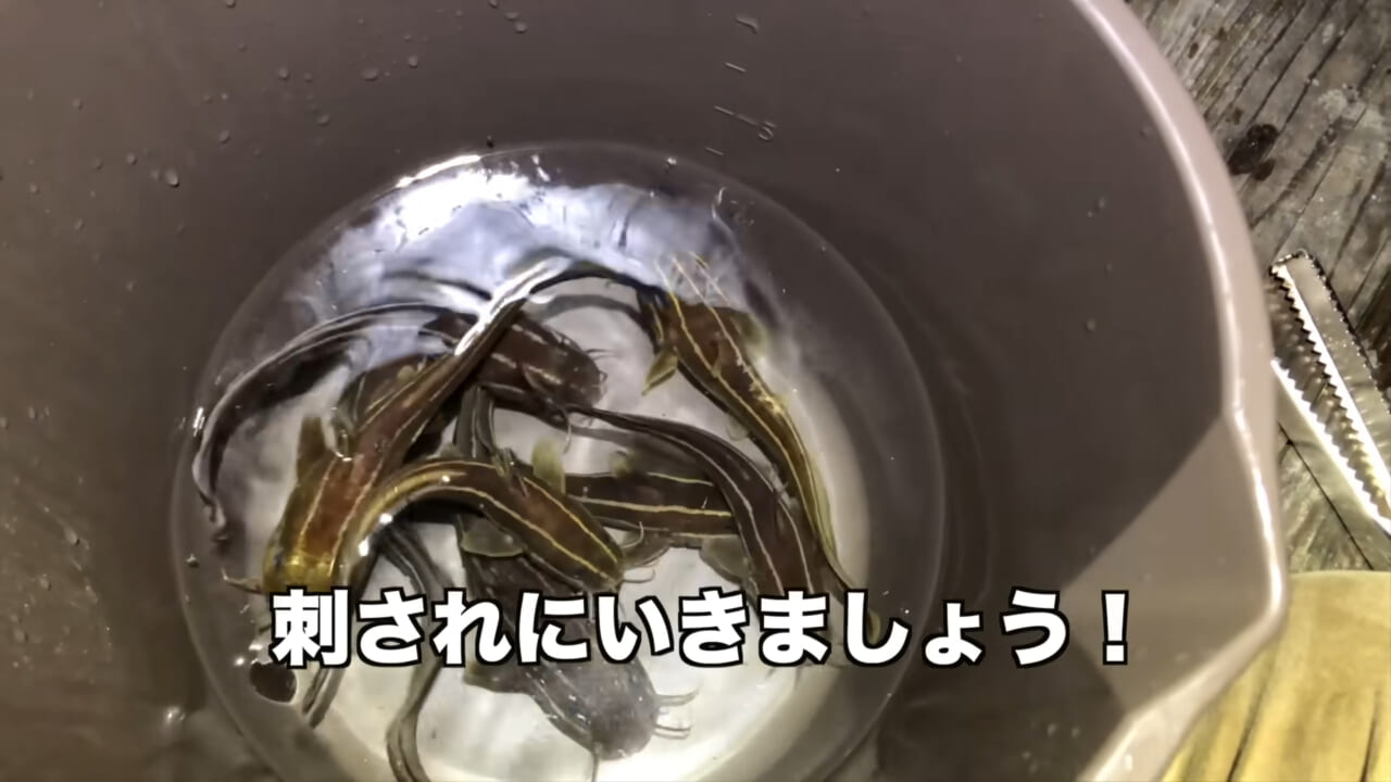 ｜「身体張りすぎやん…」「刺されて検証」毒魚”ゴンズイ”に刺されたら入浴剤で治るは本当なのか…