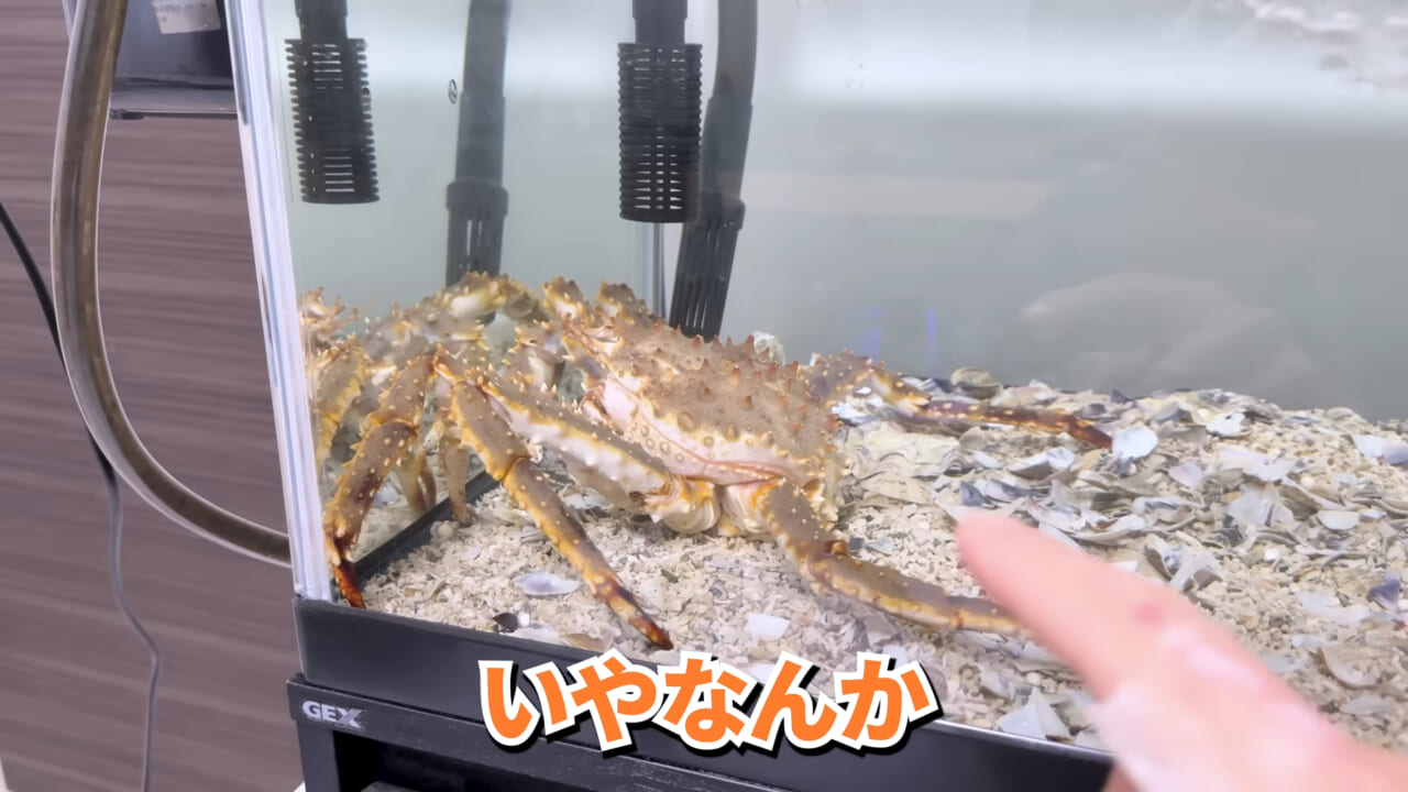 |「マジで育てるのか…」お風呂で『タラバガニ』を飼ったら…。「死んだら食材です」驚きの動画に話題殺到。