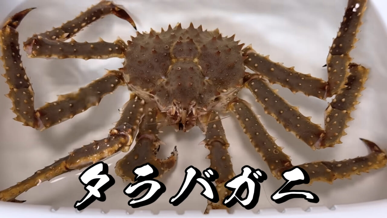 |「マジで育てるのか…」お風呂で『タラバガニ』を飼ったら…。「死んだら食材です」驚きの動画に話題殺到。