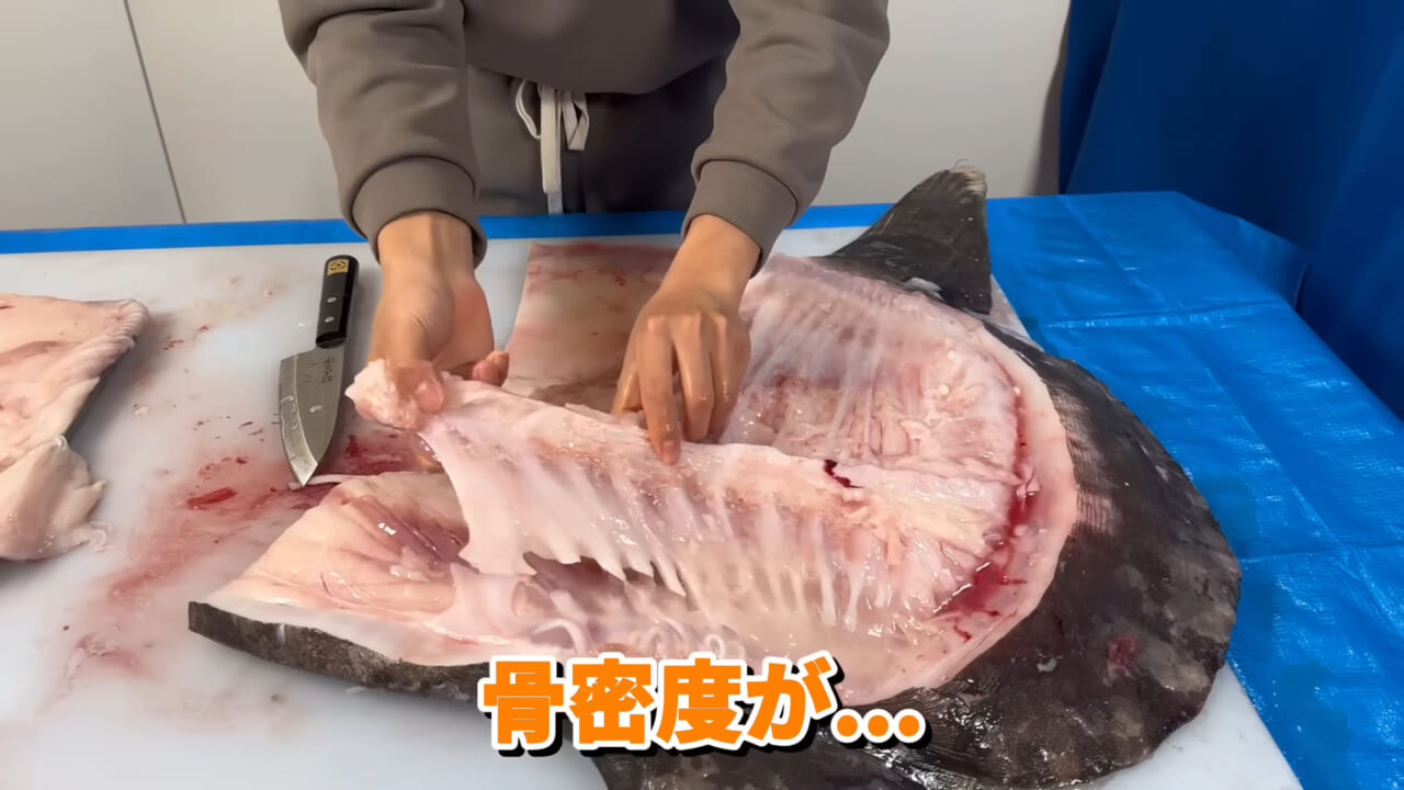 ｜「脳みそ小さすぎ」「これは脱帽だわ」マンボウをさばいた結果がとんでもなかった。