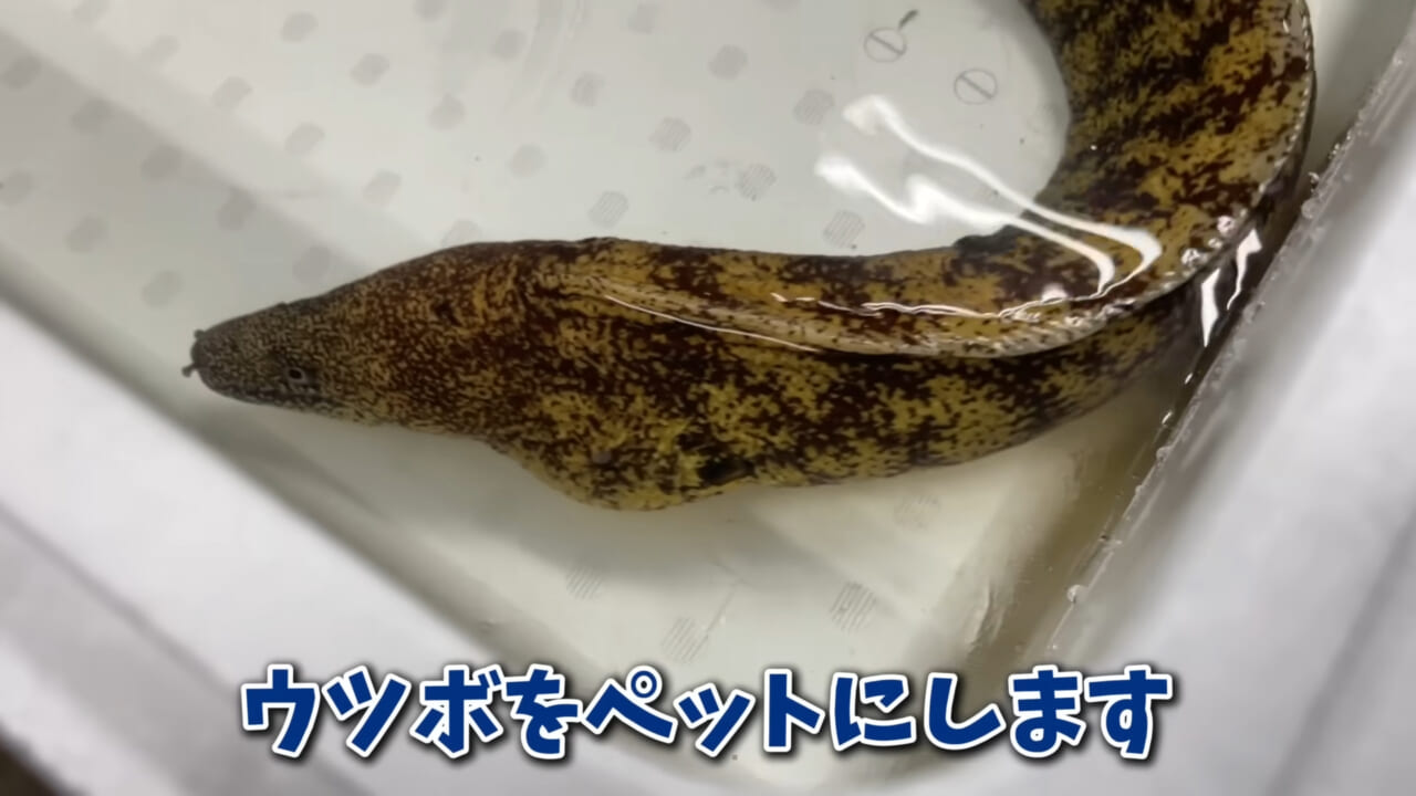 ｜「そんなことあるかぁ！」鮮魚店で売っていた『ウツボ』をペットにしたらヤバすぎた。衝撃の飼育シーンに話題殺到。