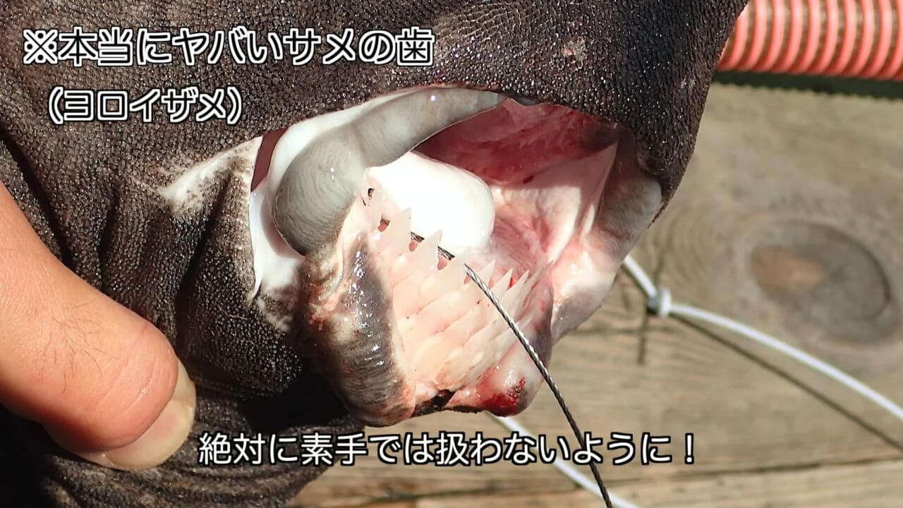 ｜「マジかよ。やばすぎ」「危険すぎる…」サメに噛まれるとどうなるのか身をもって検証したYouTuberがやばすぎた…