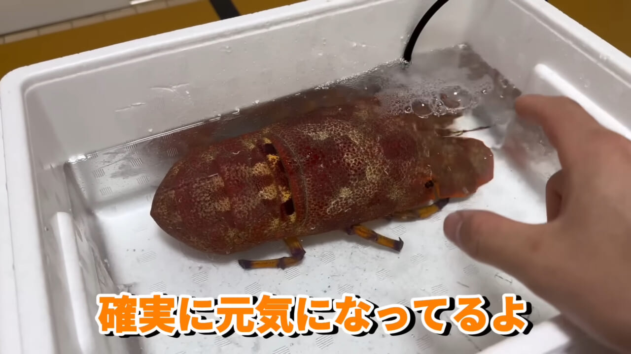 |「これはマジでやばい」スーパーに売れ残っていた『化け物』を飼育してみると…。「すごい映像」「感動しました」