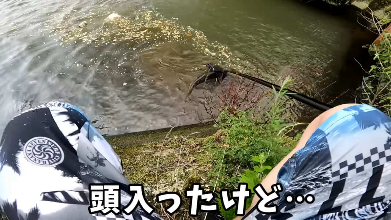 |「うわぁ、キタキタ」「デカすぎ…」“巨大魚”が潜む川に食パンを投入→10秒後にまさかの『化け物』サイズが登場。
