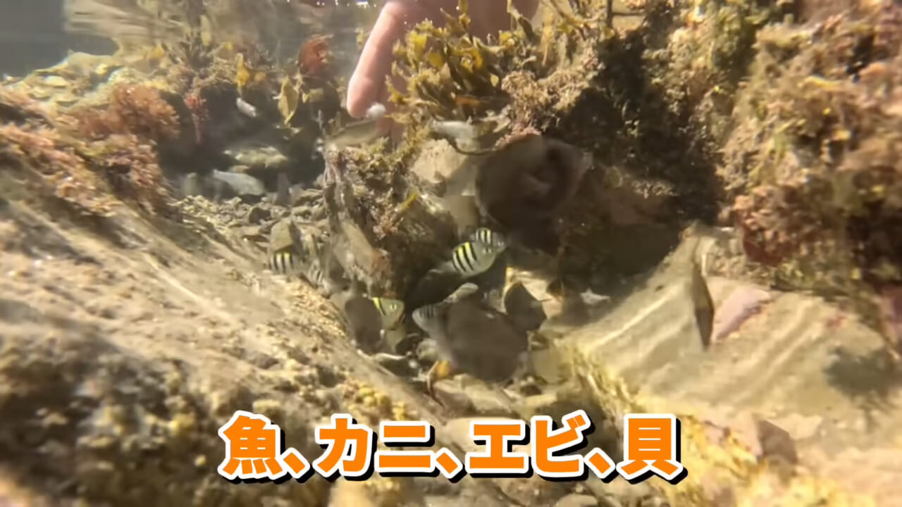 ｜「コレ、普通に捕まります」“磯の水”を全部抜いたら、出てきたものがヤバすぎた。「海保に通報です」