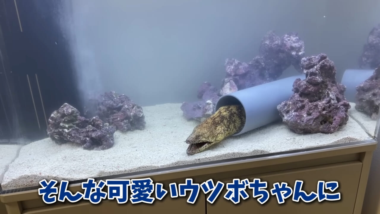 ｜「そんなことあるかぁ！」鮮魚店で売っていた『ウツボ』をペットにしたらヤバすぎた。衝撃の飼育シーンに話題殺到。