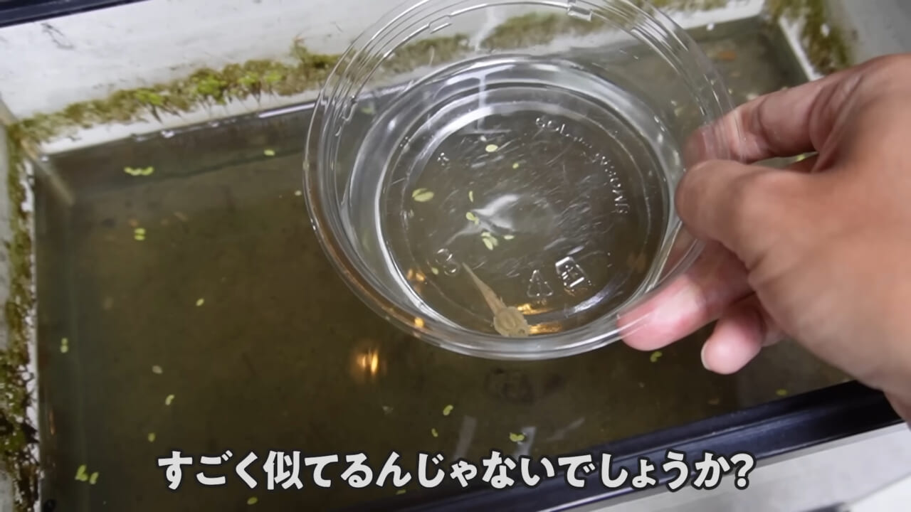 ｜「ヤバい、突然変異です」捕まえた『白いオタマジャクシ』を育ててみたらまさかの…。「何色のカエルになるのか、検証します」