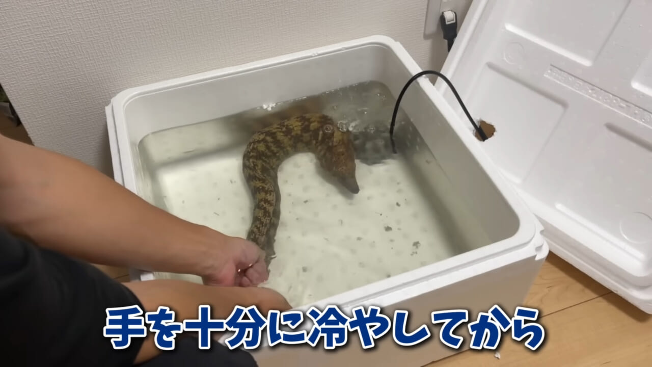 ｜「そんなことあるかぁ！」鮮魚店で売っていた『ウツボ』をペットにしたらヤバすぎた。衝撃の飼育シーンに話題殺到。