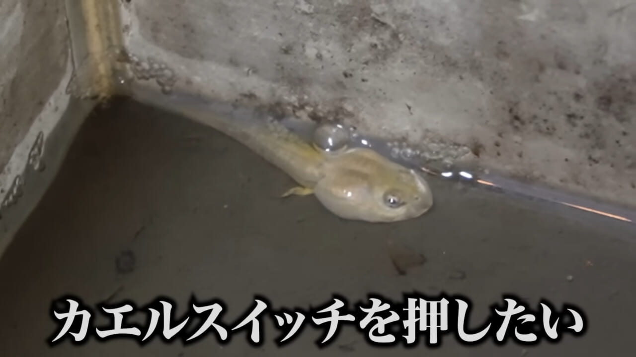 ｜「ヤバい、突然変異です」捕まえた『白いオタマジャクシ』を育ててみたらまさかの…。「何色のカエルになるのか、検証します」