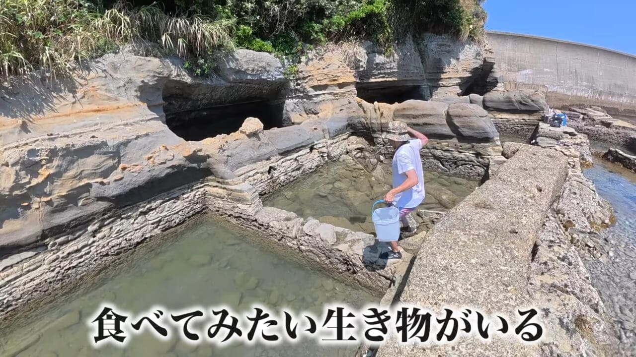 |「嚙まれたらエグれる…」「アレの匂い」海のプールに取り残された『モンスター』を捕獲。実際に食べてみた結果。