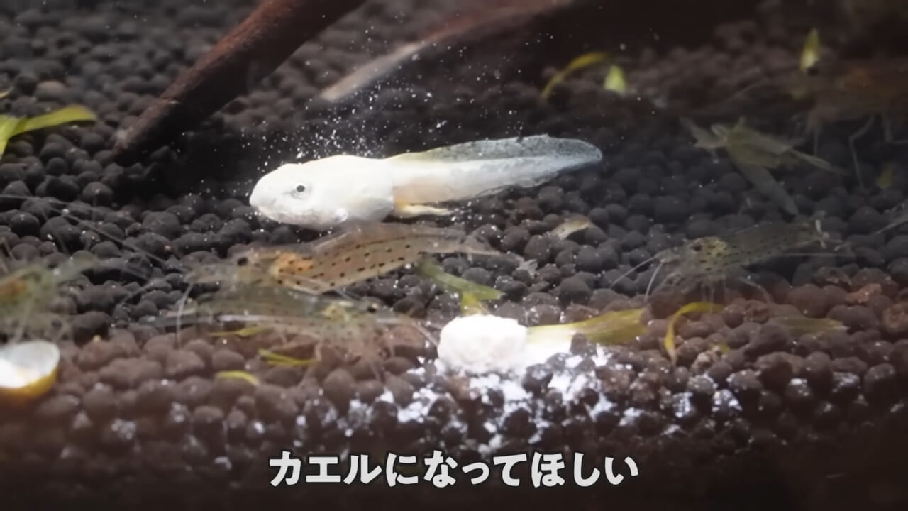 |「ヤバい、突然変異です」捕まえた『白いオタマジャクシ』を育ててみたらまさかの…。「何色のカエルになるのか、検証します」