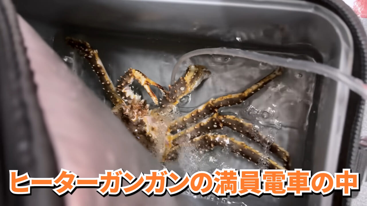 |「マジで育てるのか…」お風呂で『タラバガニ』を飼ったら…。「死んだら食材です」驚きの動画に話題殺到。
