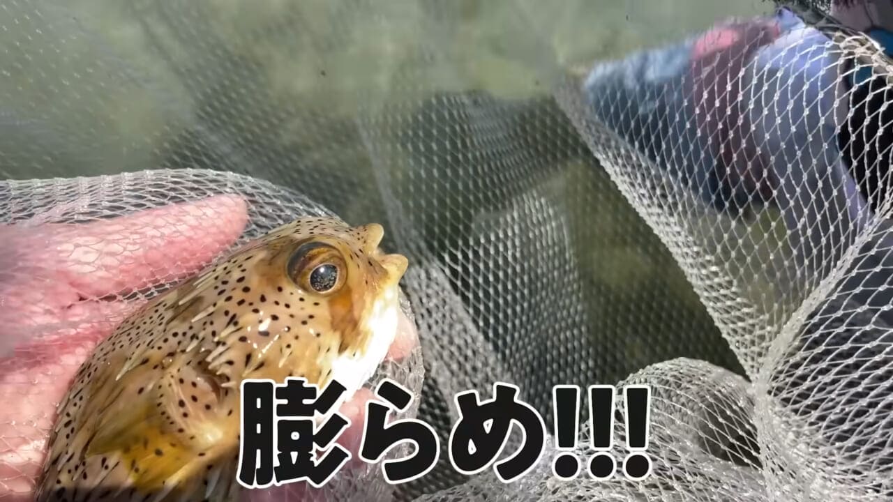 ｜「嚙まれたらエグれる…」「アレの匂い」海のプールに取り残された『モンスター』を捕獲。実際に食べてみた結果。