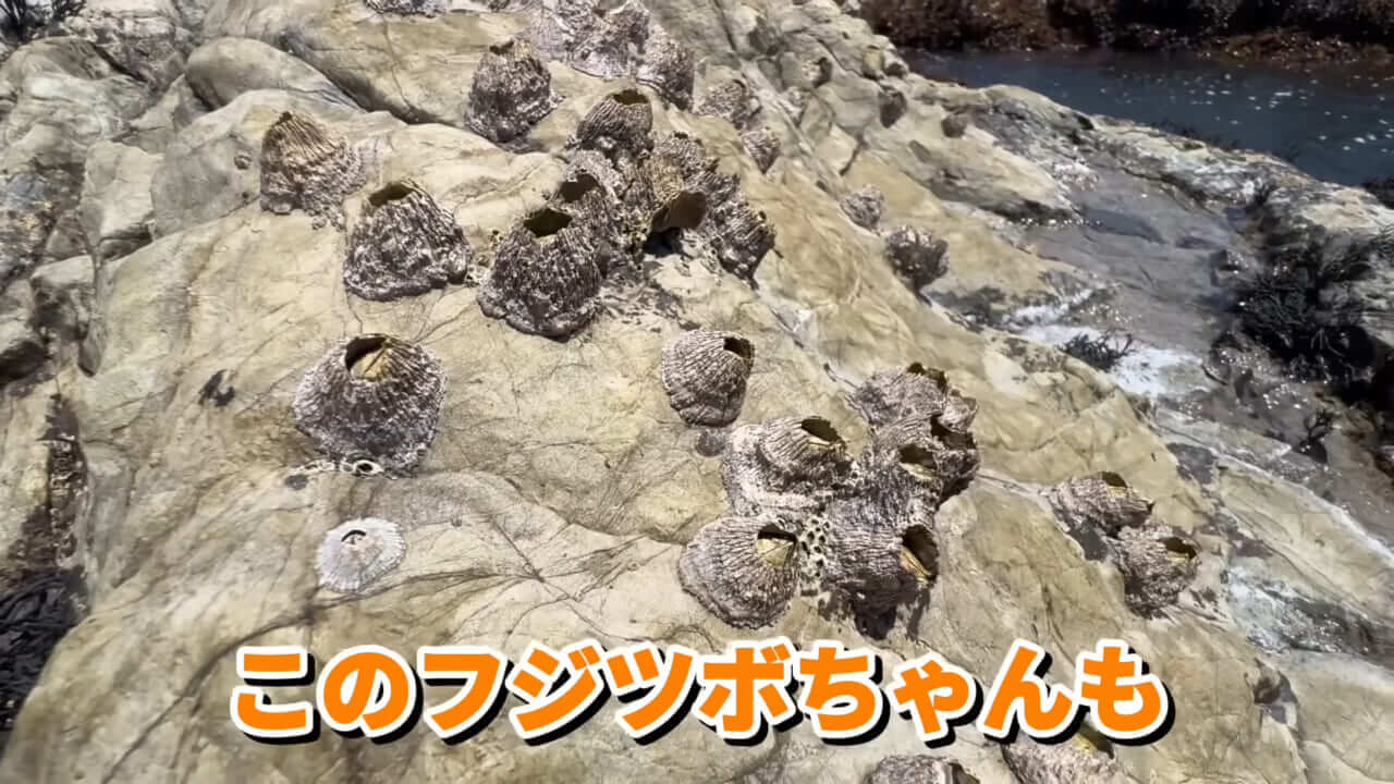 ｜「コレ、普通に捕まります」“磯の水”を全部抜いたら、出てきたものがヤバすぎた。「海保に通報です」