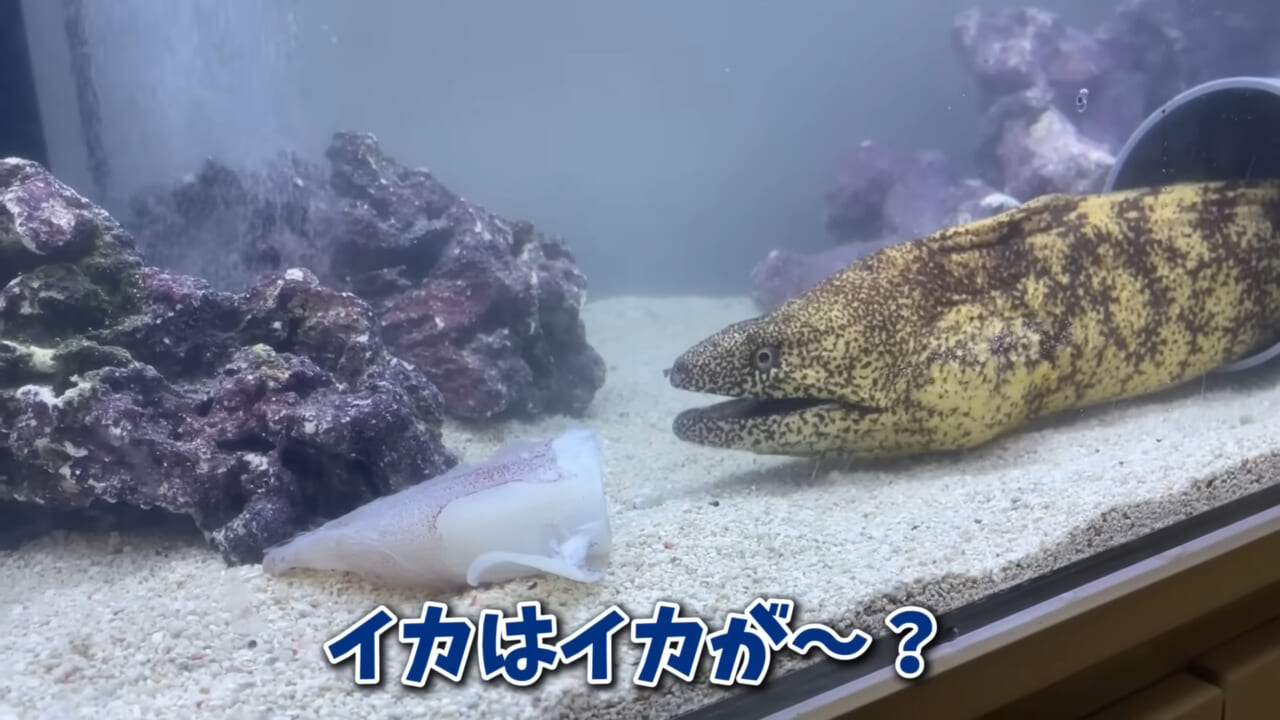 ｜「そんなことあるかぁ！」鮮魚店で売っていた『ウツボ』をペットにしたらヤバすぎた。衝撃の飼育シーンに話題殺到。