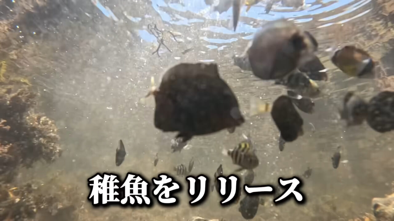 ｜「コレ、普通に捕まります」“磯の水”を全部抜いたら、出てきたものがヤバすぎた。「海保に通報です」