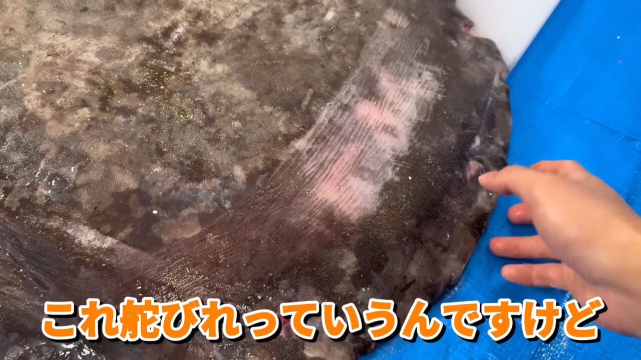 ｜「脳みそ小さすぎ」「これは脱帽だわ」マンボウをさばいた結果がとんでもなかった。