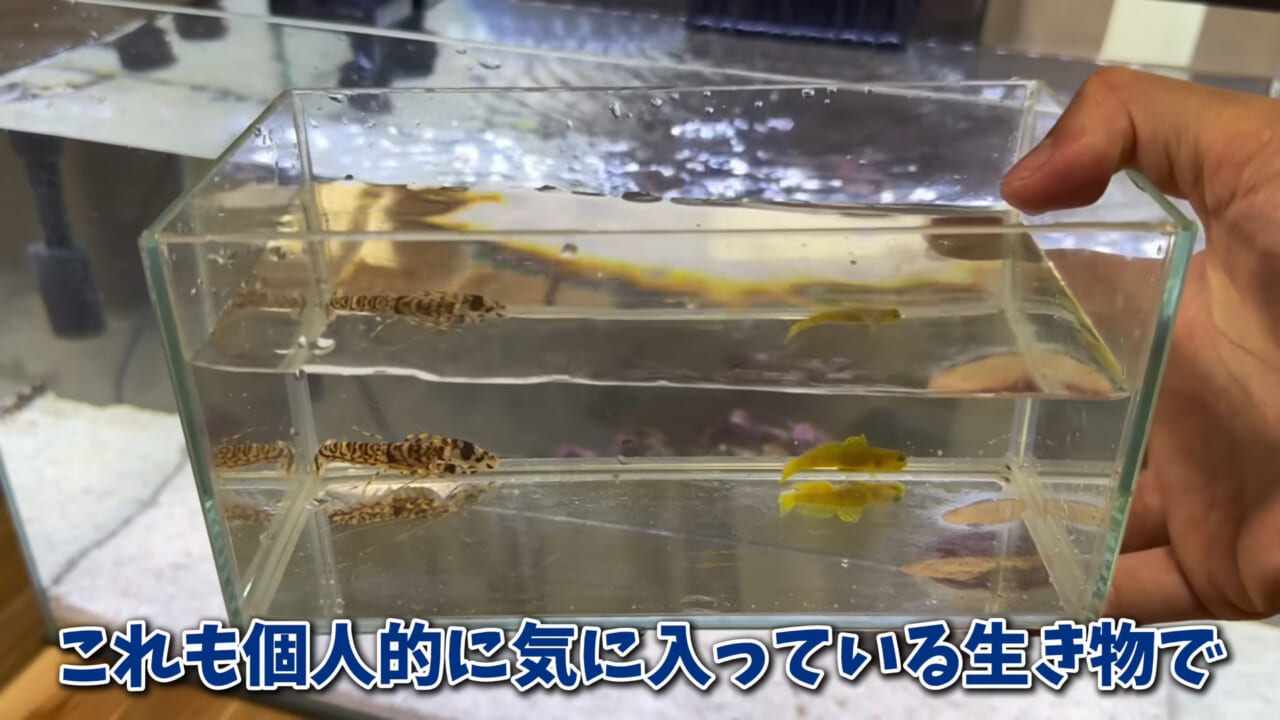 |「まさか本当に」「中でめちゃくちゃ動いてる」スーパーに“1000円”で売っていた『サメの卵』を温めた結果。「家族にします」