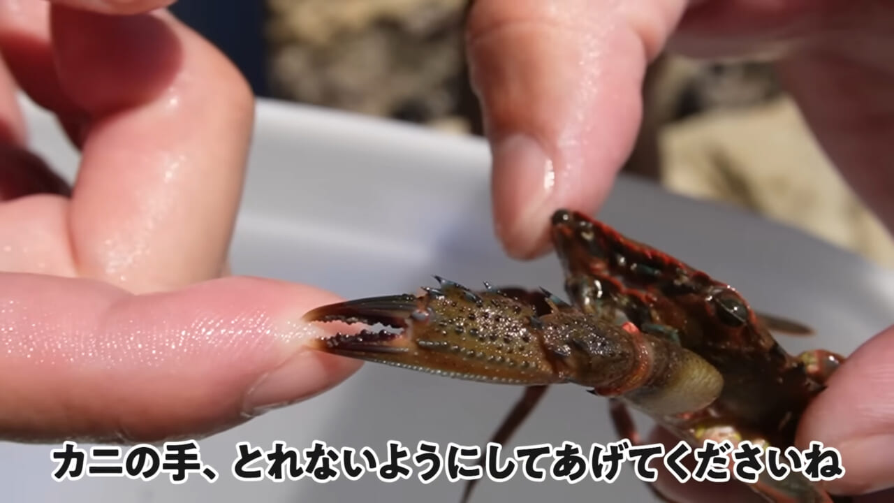 ｜「嚙まれたらエグれる…」「アレの匂い」海のプールに取り残された『モンスター』を捕獲。実際に食べてみた結果。