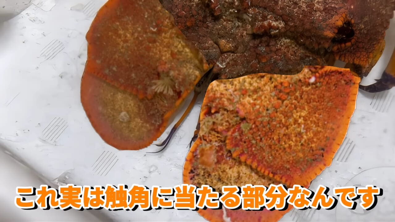 |「これはマジでやばい」スーパーに売れ残っていた『化け物』を飼育してみると…。「すごい映像」「感動しました」