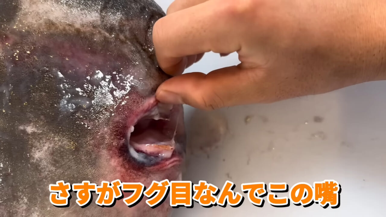 ｜「脳みそ小さすぎ」「これは脱帽だわ」マンボウをさばいた結果がとんでもなかった。