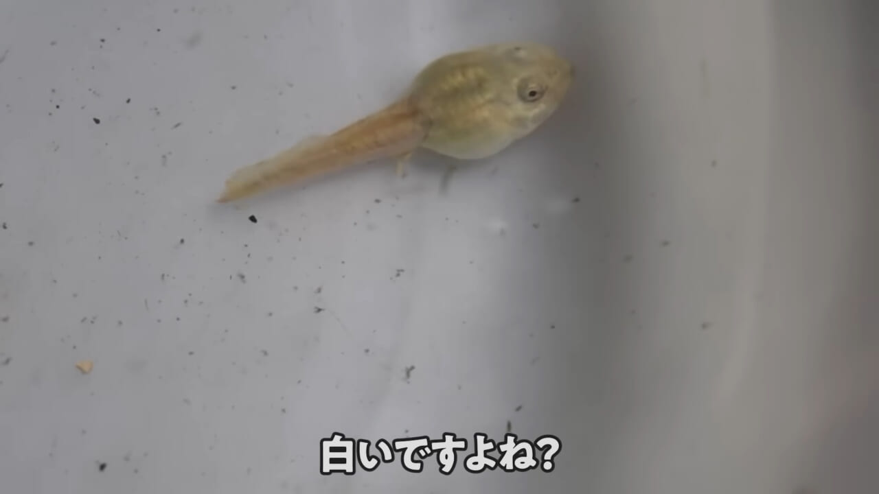 |「ヤバい、突然変異です」捕まえた『白いオタマジャクシ』を育ててみたらまさかの…。「何色のカエルになるのか、検証します」