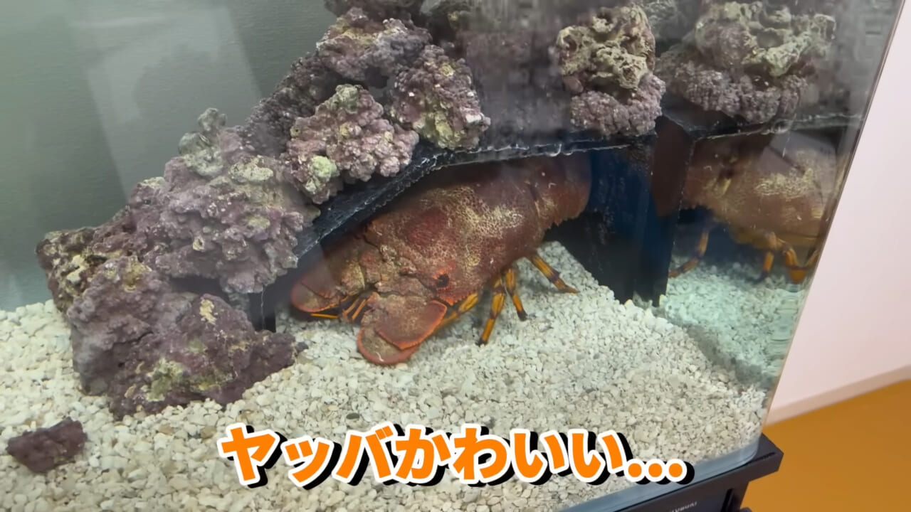 ｜「これはマジでやばい」スーパーに売れ残っていた『化け物』を飼育してみると…。「すごい映像」「感動しました」
