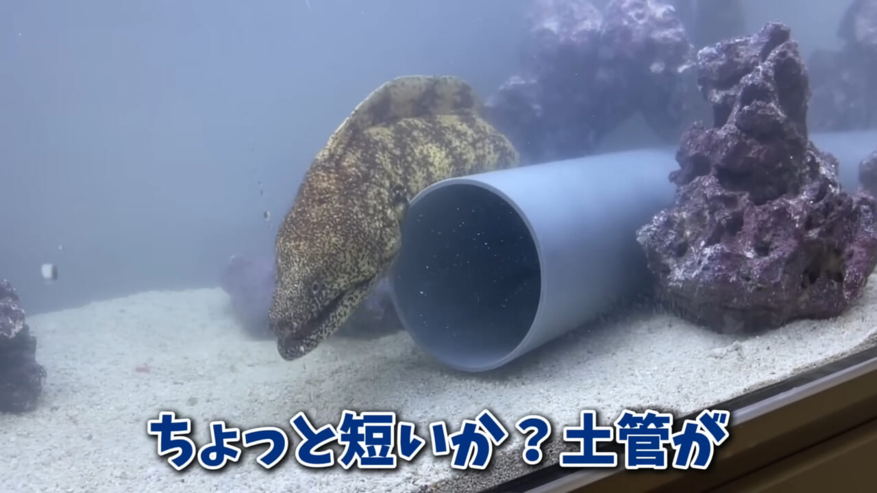 ｜「そんなことあるかぁ！」鮮魚店で売っていた『ウツボ』をペットにしたらヤバすぎた。衝撃の飼育シーンに話題殺到。