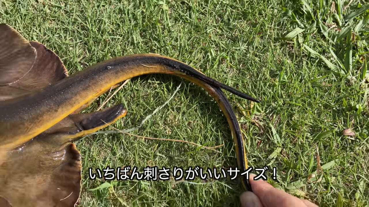 |「うぉー、痛ってえええ」東京湾にも生息する『身近な危険生物』に刺されたらこうなった。「この黒いネバネバが“毒液”です」