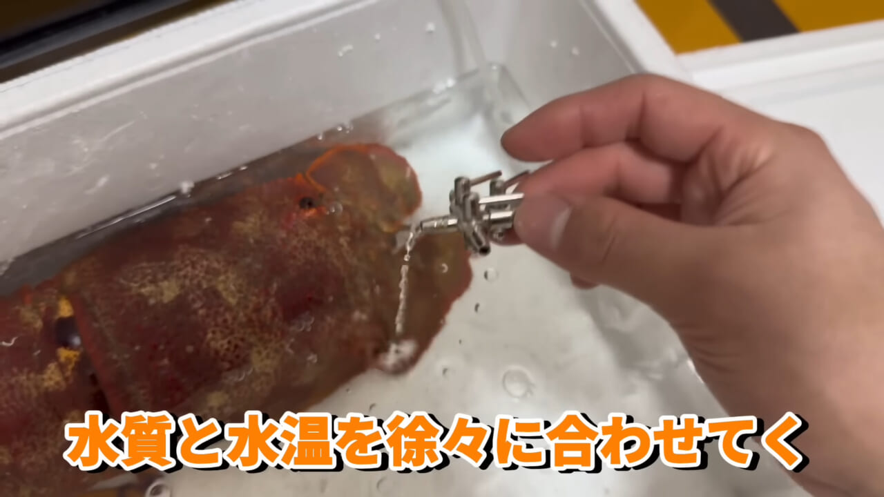|「これはマジでやばい」スーパーに売れ残っていた『化け物』を飼育してみると…。「すごい映像」「感動しました」