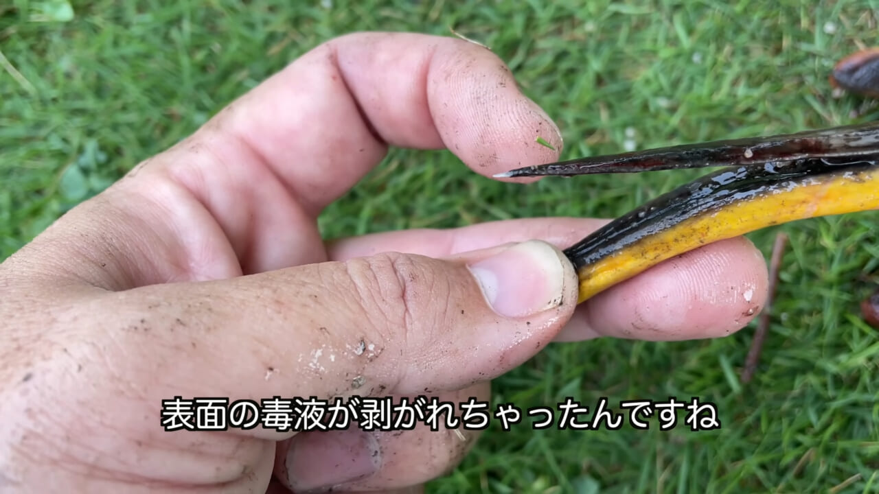 |「うぉー、痛ってえええ」東京湾にも生息する『身近な危険生物』に刺されたらこうなった。「この黒いネバネバが“毒液”です」