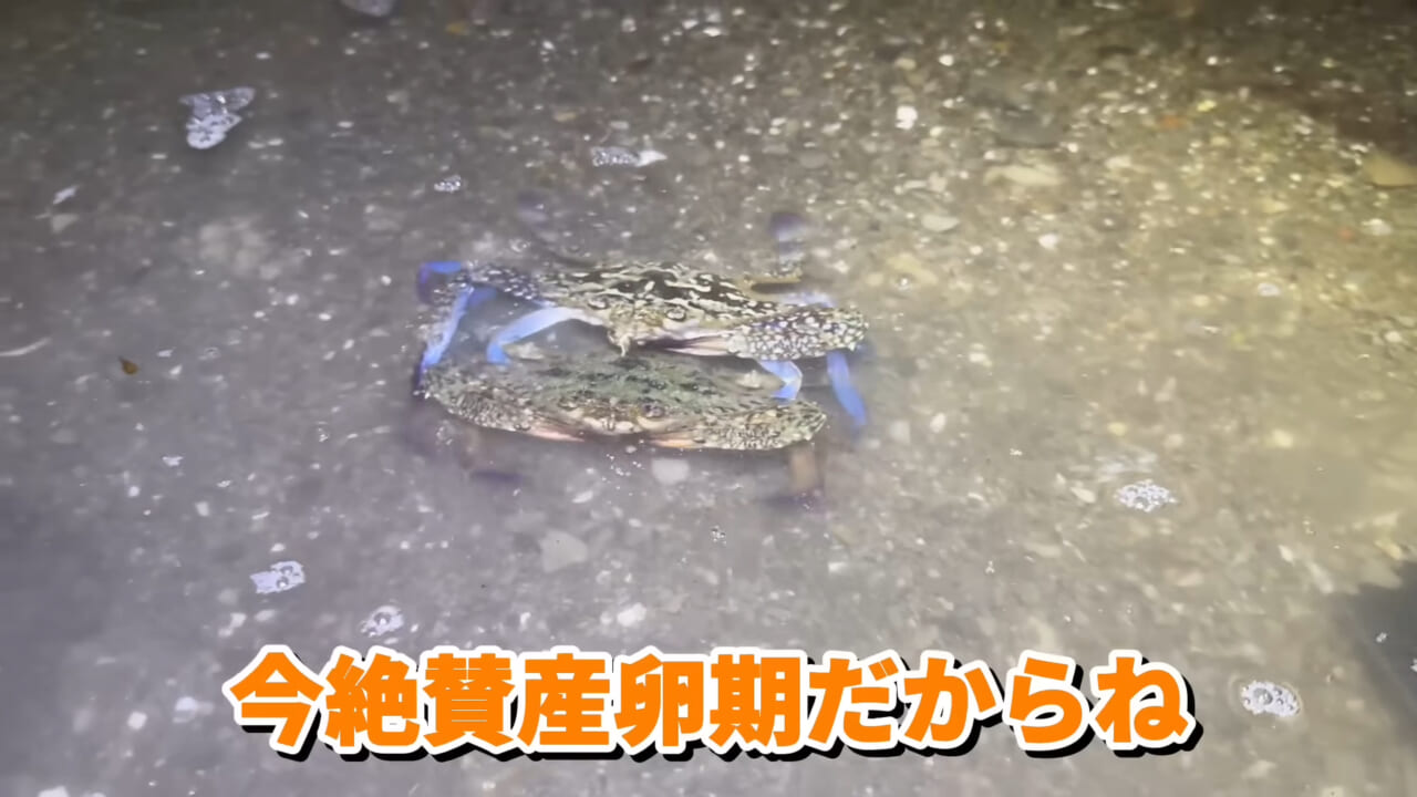 ｜「コレ、普通に捕まります」“磯の水”を全部抜いたら、出てきたものがヤバすぎた。「海保に通報です」