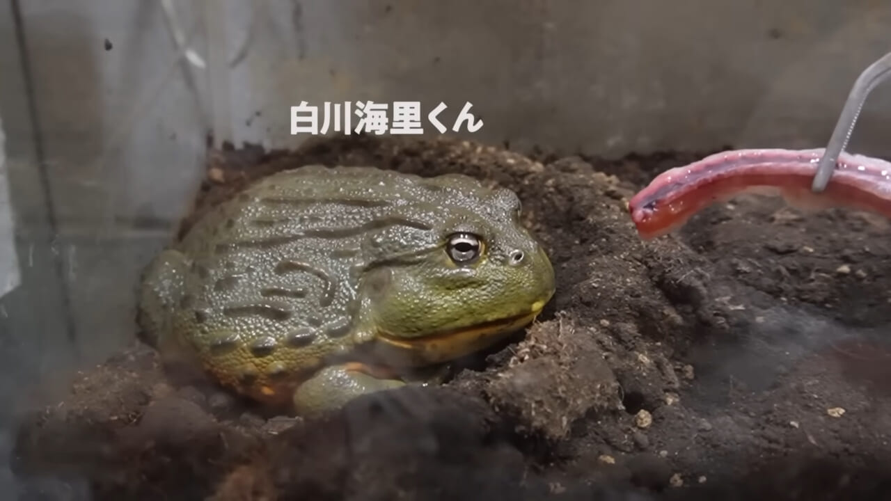 |「嚙まれたらエグれる…」「アレの匂い」海のプールに取り残された『モンスター』を捕獲。実際に食べてみた結果。