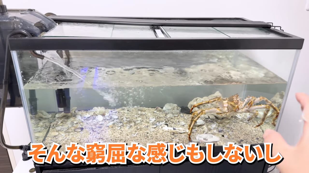 |「マジで育てるのか…」お風呂で『タラバガニ』を飼ったら…。「死んだら食材です」驚きの動画に話題殺到。