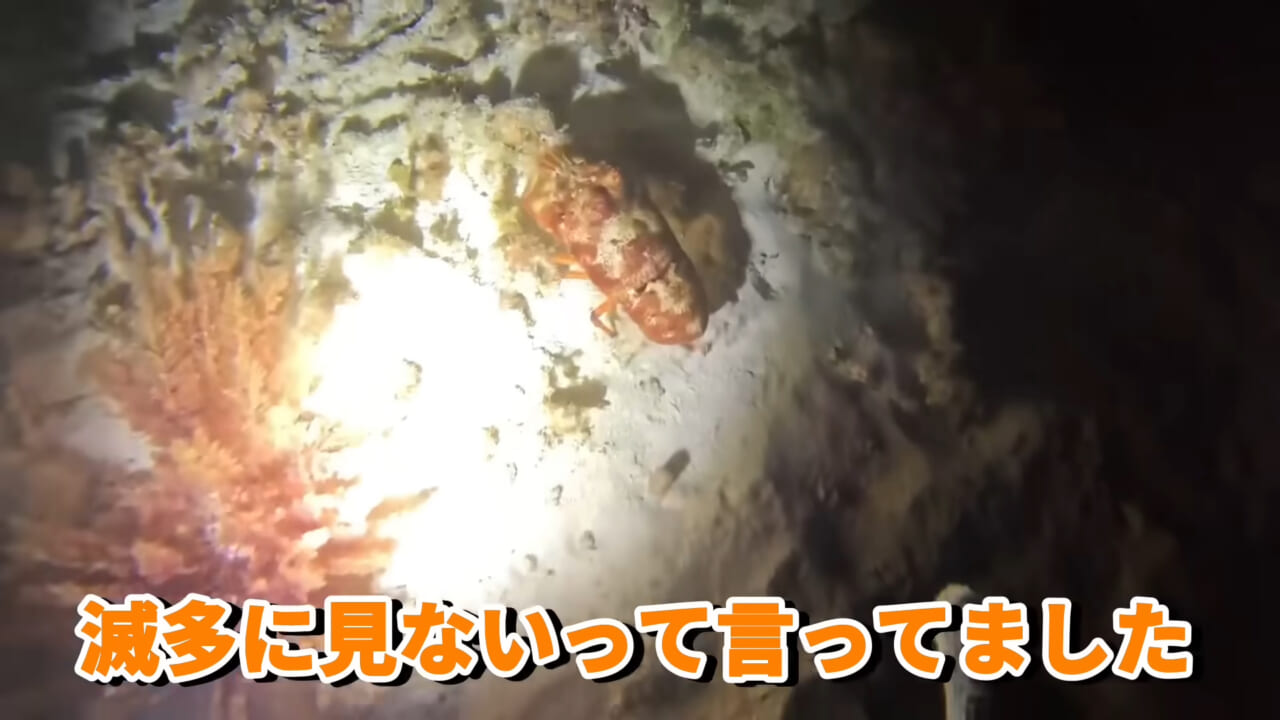 |「これはマジでやばい」スーパーに売れ残っていた『化け物』を飼育してみると…。「すごい映像」「感動しました」