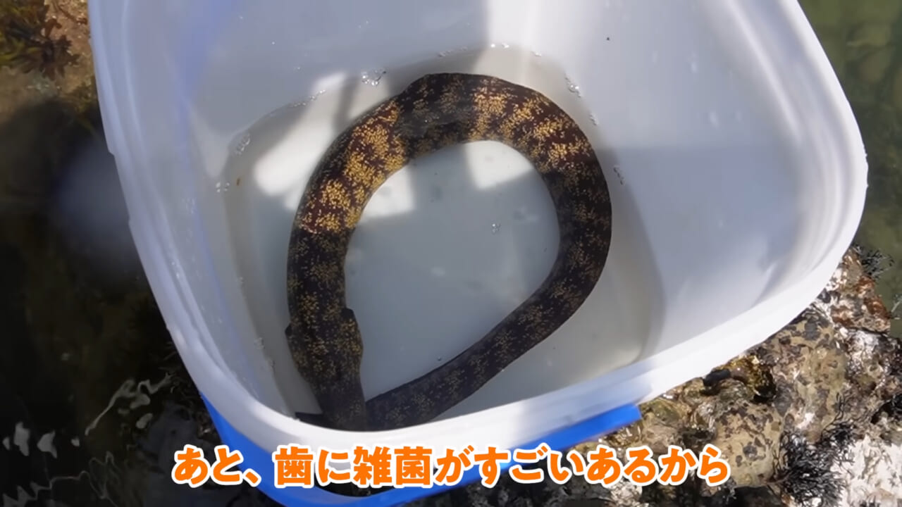 ｜「嚙まれたらエグれる…」「アレの匂い」海のプールに取り残された『モンスター』を捕獲。実際に食べてみた結果。