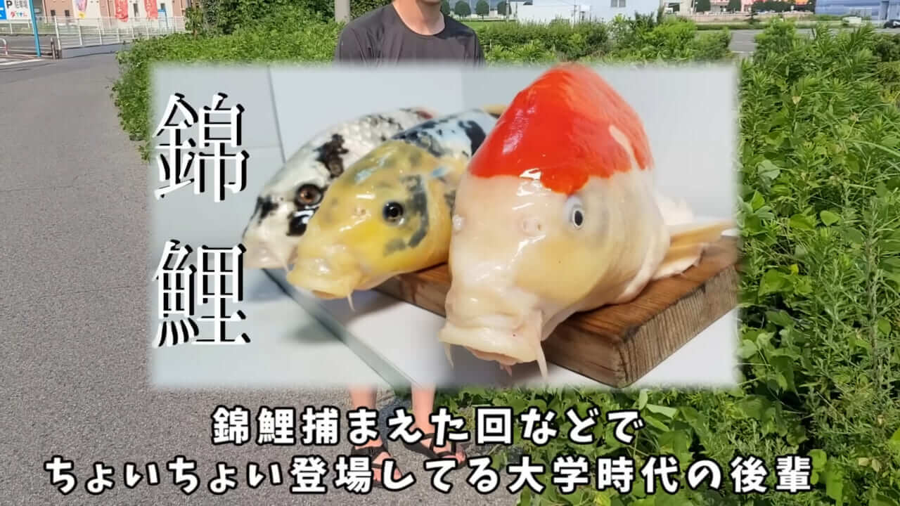 ｜「うわぁ、キタキタ」「デカすぎ…」“巨大魚”が潜む川に食パンを投入→10秒後にまさかの『化け物』サイズが登場。