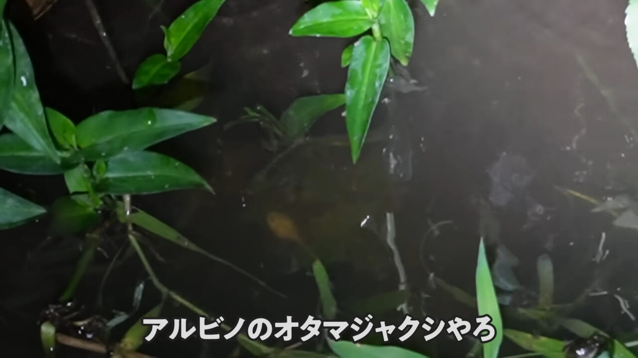|「ヤバい、突然変異です」捕まえた『白いオタマジャクシ』を育ててみたらまさかの…。「何色のカエルになるのか、検証します」