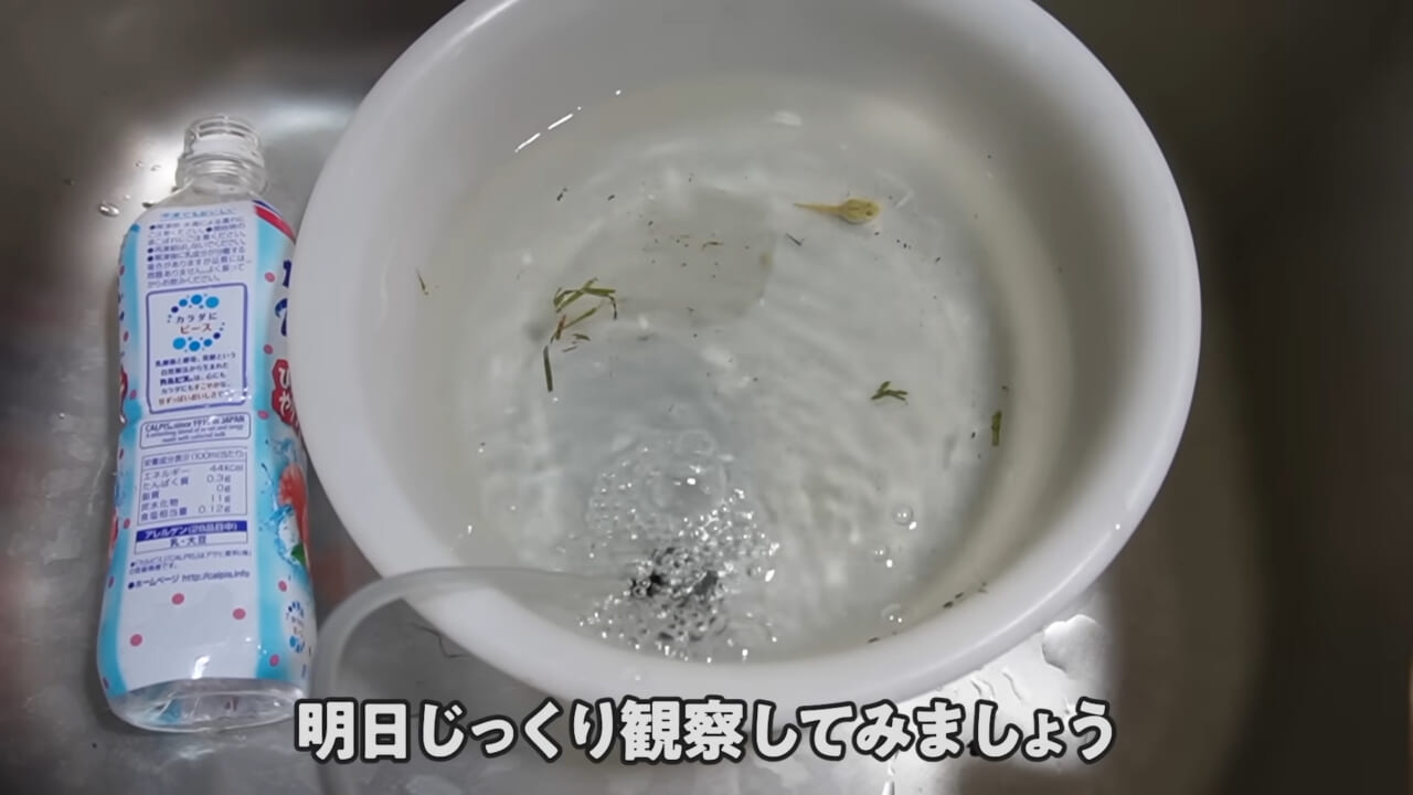 |「ヤバい、突然変異です」捕まえた『白いオタマジャクシ』を育ててみたらまさかの…。「何色のカエルになるのか、検証します」