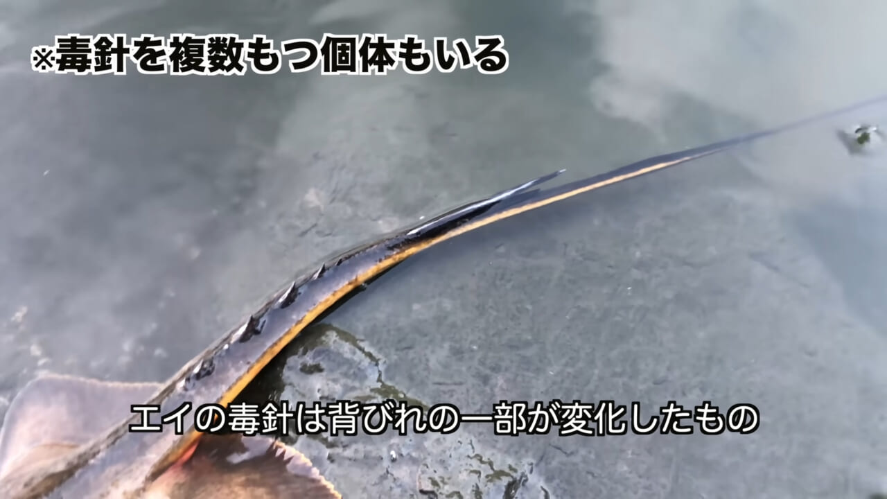 |「うぉー、痛ってえええ」東京湾にも生息する『身近な危険生物』に刺されたらこうなった。「この黒いネバネバが“毒液”です」