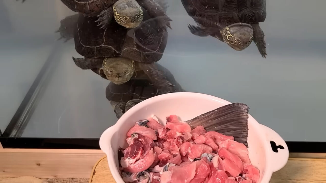｜「うわぁ、キタキタ」「デカすぎ…」“巨大魚”が潜む川に食パンを投入→10秒後にまさかの『化け物』サイズが登場。