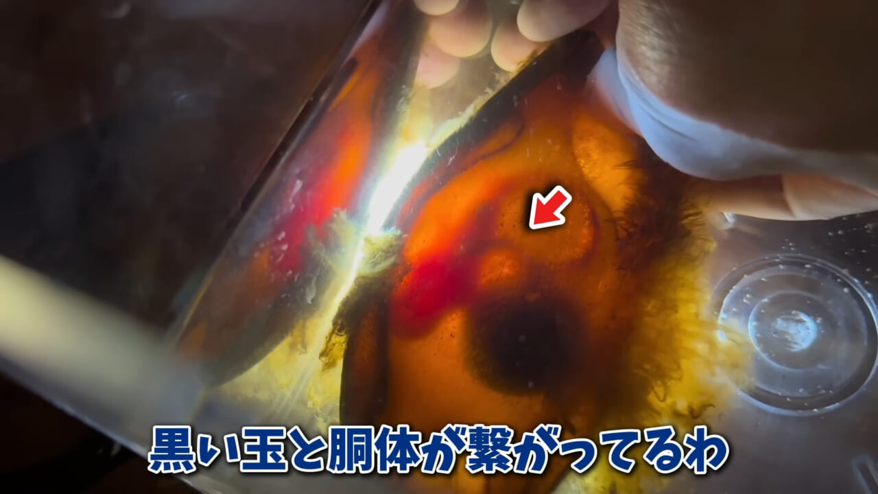 ｜「まさか本当に」「中でめちゃくちゃ動いてる」スーパーに“1000円”で売っていた『サメの卵』を温めた結果。「家族にします」