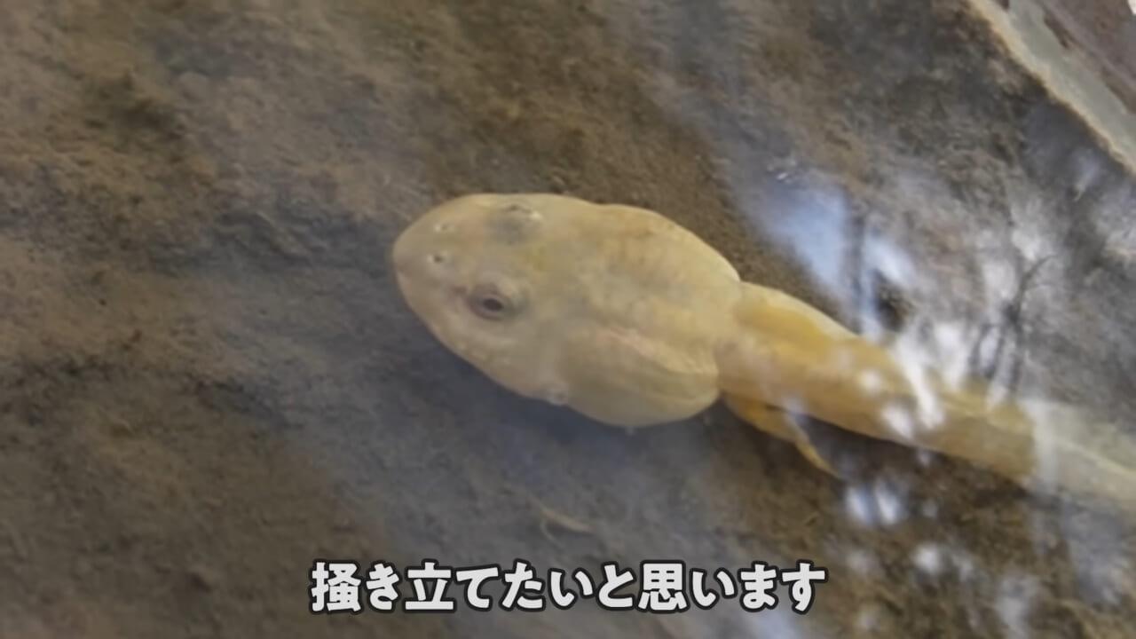 |「ヤバい、突然変異です」捕まえた『白いオタマジャクシ』を育ててみたらまさかの…。「何色のカエルになるのか、検証します」