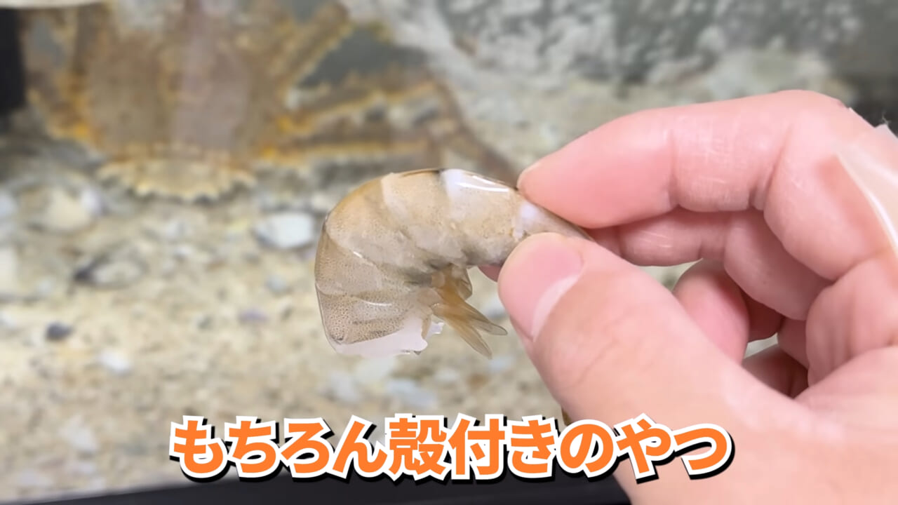 |「マジで育てるのか…」お風呂で『タラバガニ』を飼ったら…。「死んだら食材です」驚きの動画に話題殺到。